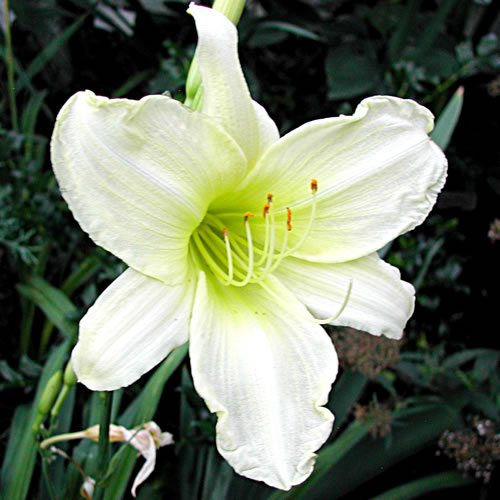 Hemerocallis Gentle Shepherd